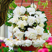 Бегонія дрібний гурт