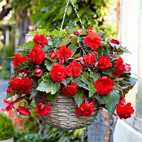 Бегонія Pendula Large Hanging Red 5/6