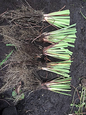 Ірис мечевидний Таб Тім Грод (саджанці-коріння), фото 2