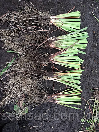 Ірис сибірський Дабл Стандарт  ( саджанці - коріння ), фото 2