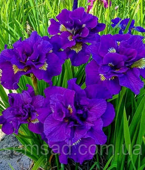 Ірис сибірський Дабл Стандарт  ( саджанці - коріння ), фото 1