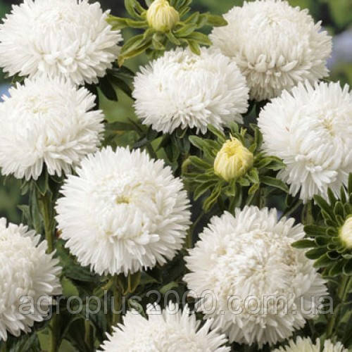 Насіння Астра піоноподібна Леді Корал Біла 1 грам (400 насінин) Satimex