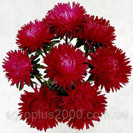 Насіння Астра піоноподібна Леді Корал Темно-Красная 1 грам (400 насінин) Satimex, фото 1