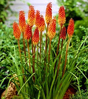 Книфофия ягодная Алказар \ Kniphofia Alcazar ( саженцы 1,5л )