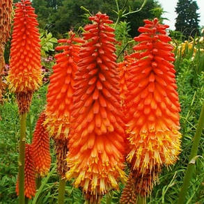 Книфофія ягідна Алказар \ Kniphofia Alcazar ( саджанці 1,5 л ), фото 2