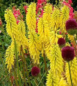 Книфофія ягідна Біз Лемон \ Kniphofia Bees Lemon ( саджанці 1,5 л )