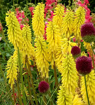 Книфофія ягідна Біз Лемон \ Kniphofia Bees Lemon ( саджанці 1,5 л ), фото 2