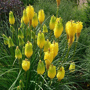 Книфофія ягідна Біз Лемон \ Kniphofia Bees Lemon ( саджанці 1,5 л ), фото 2