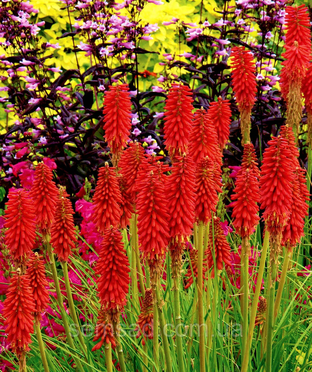 Книфофія ягідна Ненсі Ред \ Kniphofia Nancy's Red ( саджанці 1,5 л )