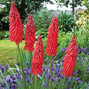 Книфофія ягідна Ненсі Ред \ Kniphofia Nancy's Red ( саджанці 1,5 л ), фото 2