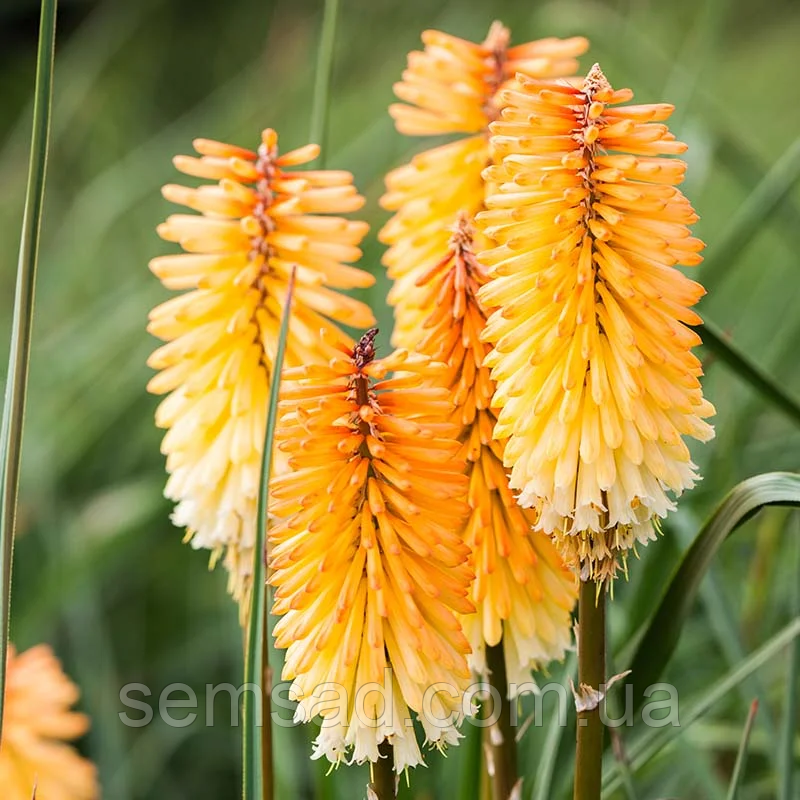 Кніфофія ягідна Тауні Кінг \ Kniphofia Tawny King ( саджанці 1,5 л )