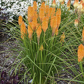 Кніфофія ягідна Тауні Кінг \ Kniphofia Tawny King ( саджанці 1,5 л ), фото 2