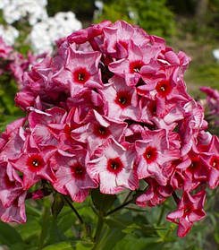 Флокс волотистий Ферріс Віл \ phlox paniculata Ferris Wheel ( саджанці р9 )