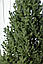 Ялинка штучна лита зелена 2,3 м “Віденська”, фото 5