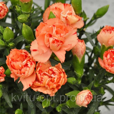 Lillipot Orange Bicolour