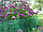 Пташник  12х14мм (0,5х100м) Паркан (сітка) з пластику, фото 5