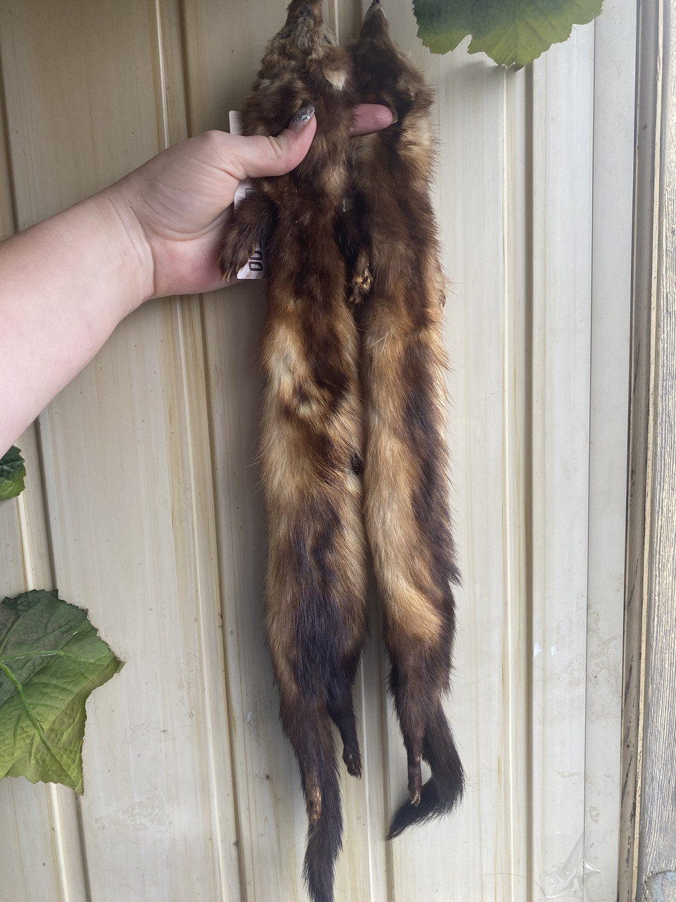 Панчоха з хутра тхора., фото 1