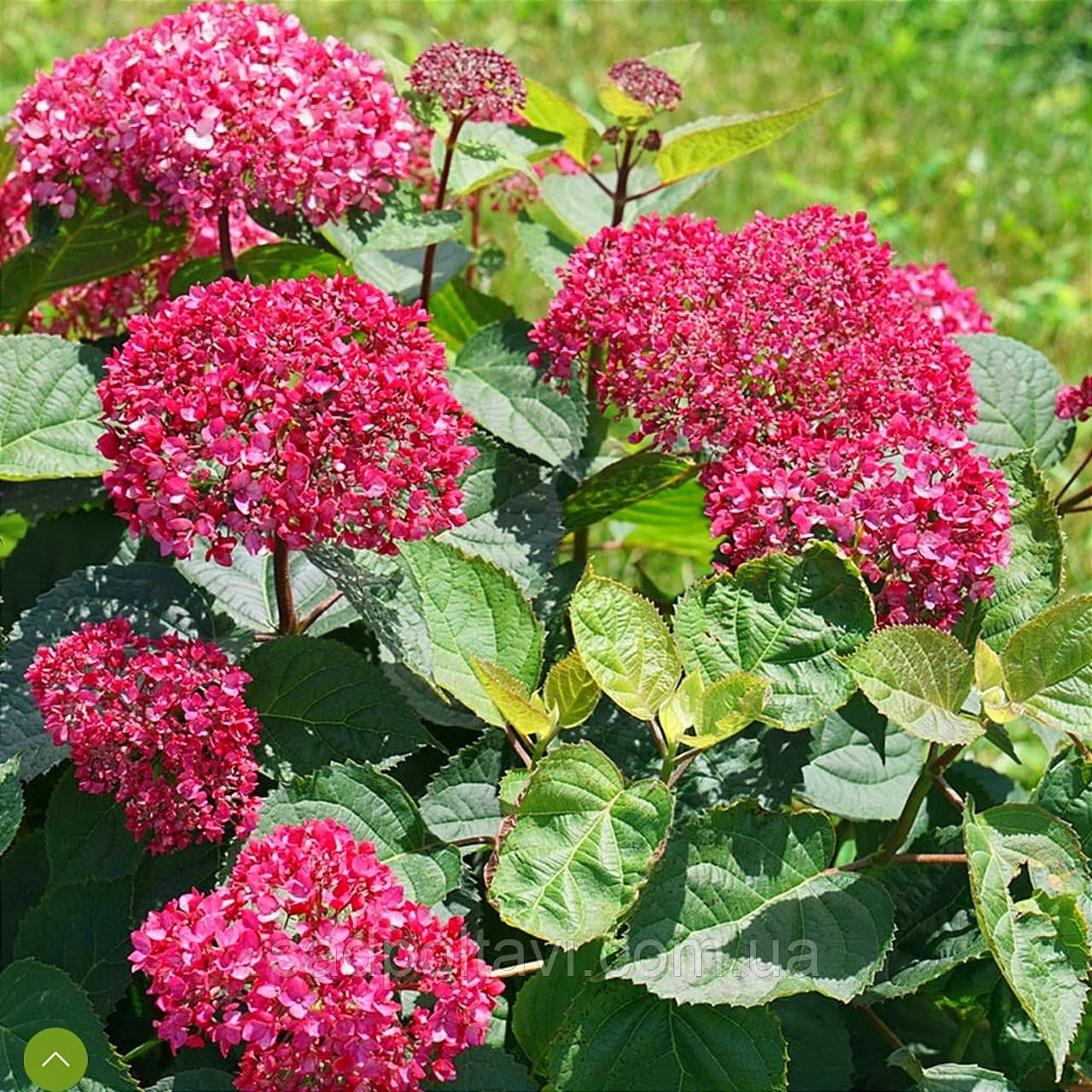 Гортензія Кандібель Сорбет, Hydrangea arb. Candybelle Sorbet