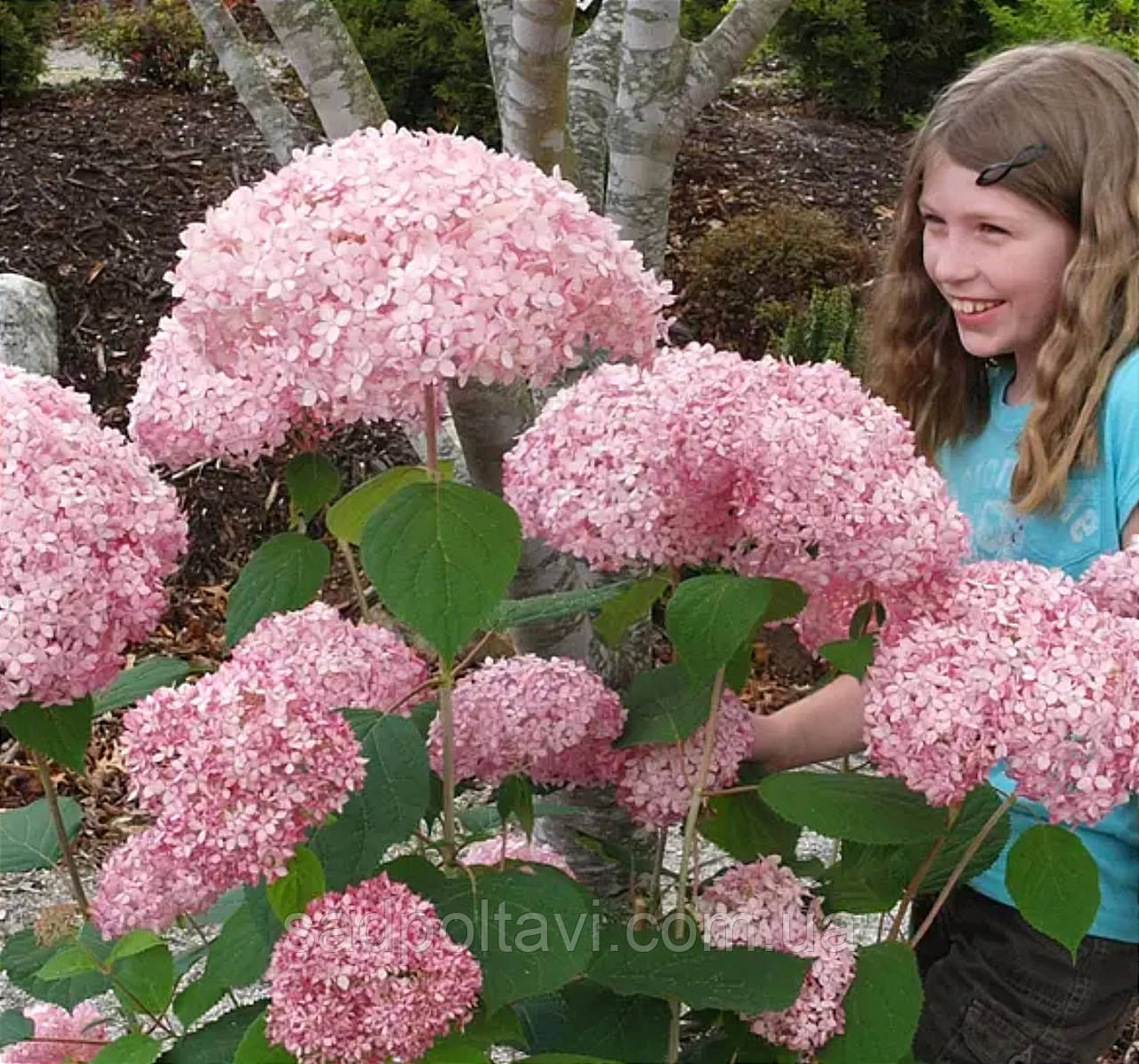 Гортензія Кендібель Баблгам, Hydrangea arb. CB Bubblegum