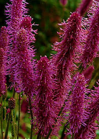 Кровохлібка - Родовік гибридна Блекзорн \ Sanguisorba Blackthorn ( саджанці 1,5 л )