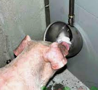 Набор чашечного поения для свиней и поросят от 25 кг из нержавейки