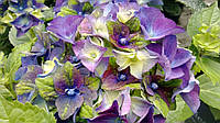 Гортензия Мата Хари Hydrangea macrophylla Lady Mata Hari