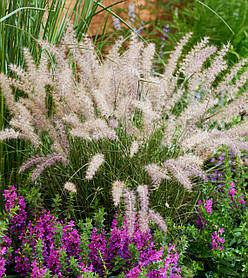 Пеннісетум східний Данс Віз Мі  (саджанці 1,5л)