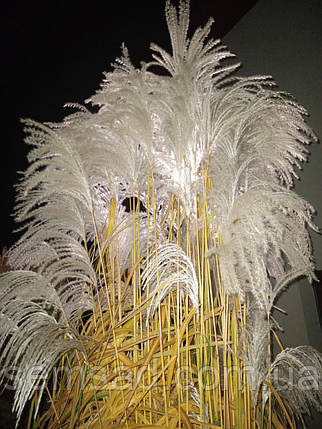 Міскантус китайський Меморі \ Miscanthus sinensis Memory ( саджанці С3л ), фото 1