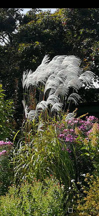 Міскантус китайський Меморі \ Miscanthus sinensis Memory ( саджанці С3л ), фото 3