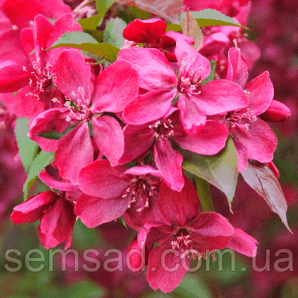 Яблуня декоративна Рояльті \ Malus 'Royalty' (саджанці 2 роки), фото 2