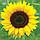 Насіння Соняшник декоративний Жовтий із чорним центром 0.7 г, SeedEra, фото 2