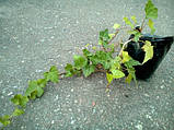 Плющ садовий 2-3 роки, фото 4