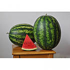 Насіння Кавун Хілон F1 Leda Agro 5 шт., фото 4