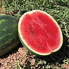 Насіння Кавун Хілон F1 Leda Agro 5 шт., фото 2