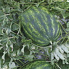 Насіння Кавун Хілон F1 Leda Agro 5 шт., фото 3