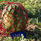 Насіння Кавун Хілон F1 Leda Agro 5 шт., фото 5