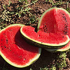 Насіння Кавун Хілон F1 Leda Agro 5 шт., фото 6