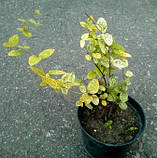 Жимолость японська 1 рік, фото 3