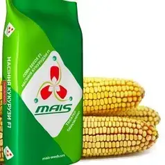 Насіння кукурудзи ДМС 3111 ФАО 310 МАЇС, фото 1
