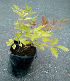 Деревоподібна півонія, різновиди 3 року, фото 3