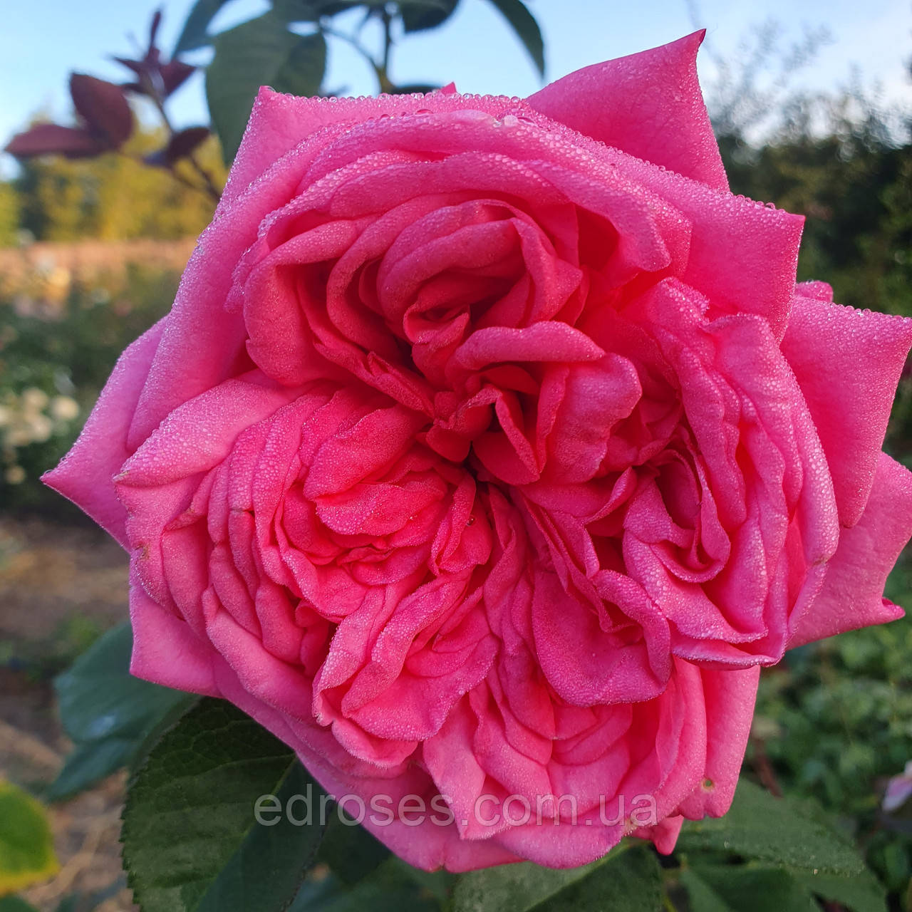 Роміна (Romina, Nostalgie®-Edelrose Romina®): продаж, ціна у Київській ...