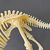 Конструктор-скелет "Велоцираптор" Mideer Toys, фото 7