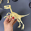 Конструктор-скелет "Велоцираптор" Mideer Toys, фото 3