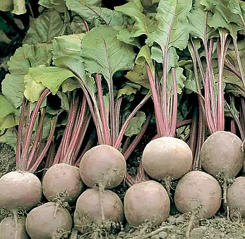 Буряк Бікорес 200шт (Проф.Нас), фото 2