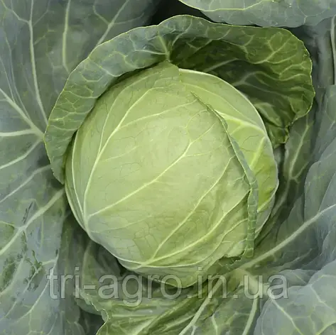 Капуста білокач. Аліна F1 20шт (Проф.Нас), фото 2