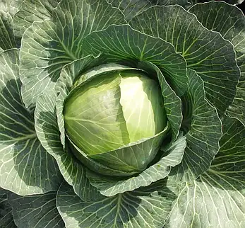 Капуста білогол. Амтрак F1 20 шт (Проф.Нас), фото 2