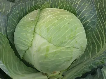 Капуста білогол. Амтрак F1 20 шт (Проф.Нас), фото 3