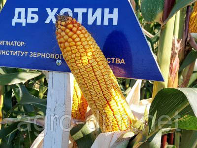 Насіння кукурудзи ДБ Хотин ФАО 280, фото 1
