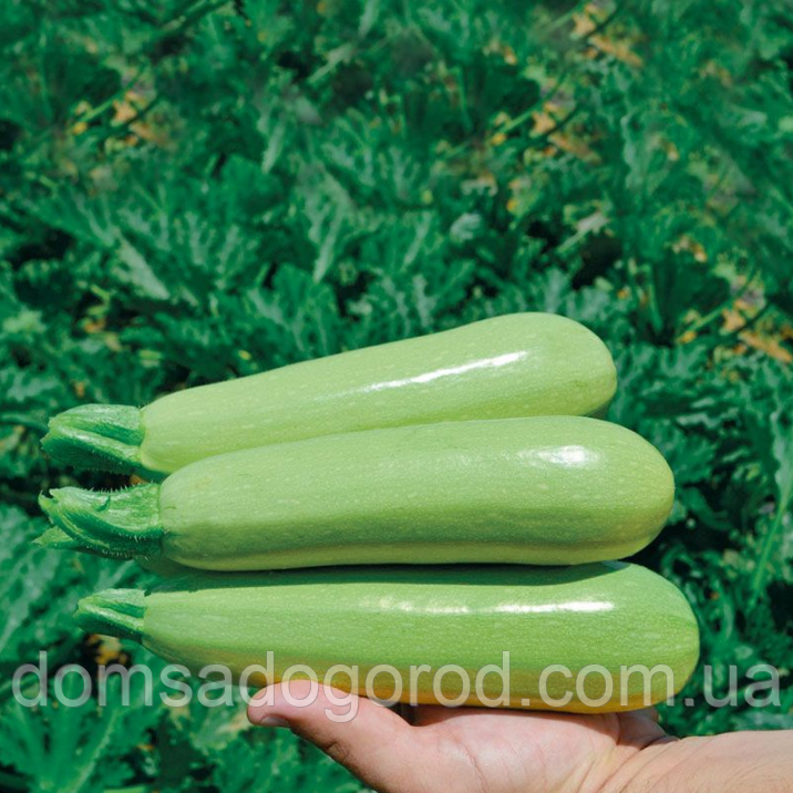 Кабачок Lark seeds Теренум 500шт