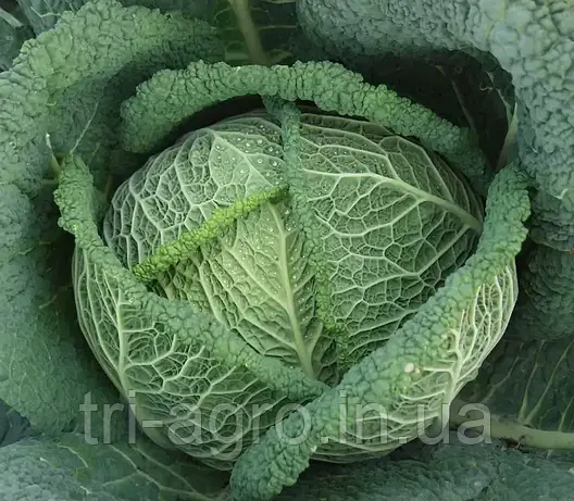 Капуста савойська Віроса F1  20шт (Проф.Нас), фото 2